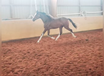 Westfaliano, Castrone, 2 Anni, 170 cm, Baio