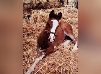 Westfaliano, Castrone, 2 Anni, 170 cm, Baio