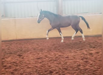 Westfaliano, Castrone, 2 Anni, 170 cm, Baio