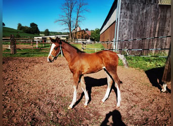 Westfaliano, Castrone, 2 Anni, 170 cm, Baio