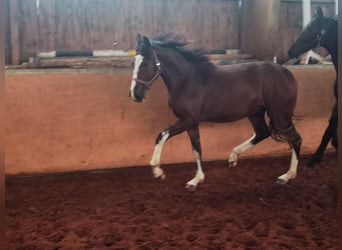 Westfaliano, Castrone, 2 Anni, 170 cm, Baio
