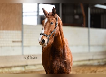 Westfaliano, Castrone, 2 Anni, 170 cm, Sauro