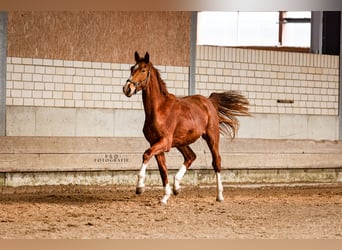 Westfaliano, Castrone, 2 Anni, 170 cm, Sauro