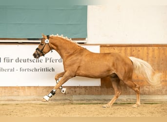 Westfaliano, Castrone, 3 Anni, 145 cm, Palomino