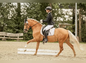 Westfaliano, Castrone, 3 Anni, 146 cm, Palomino