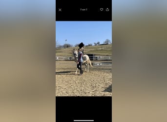 Westfaliano Mix, Castrone, 3 Anni, 148 cm, Cremello