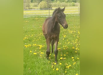 Westfaliano, Castrone, 3 Anni, 160 cm, Baio nero