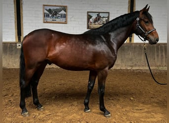 Westfaliano, Castrone, 3 Anni, 162 cm, Baio