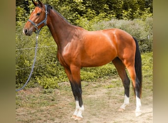 Westfaliano, Castrone, 3 Anni, 163 cm, Baio
