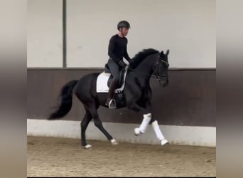 Westfaliano, Castrone, 3 Anni, 163 cm, Morello