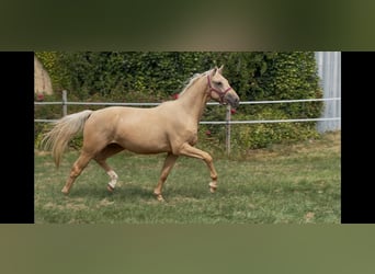 Westfaliano, Castrone, 3 Anni, 163 cm, Palomino