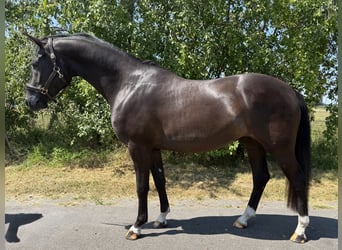 Westfaliano, Castrone, 3 Anni, 164 cm, Baio nero