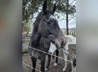 Westfaliano, Castrone, 3 Anni, 164 cm, Può diventare grigio