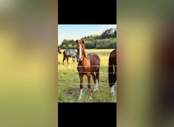 Westfaliano, Castrone, 3 Anni, 164 cm, Sauro