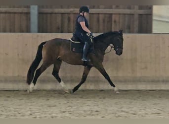 Westfaliano, Castrone, 3 Anni, 165 cm, Baio