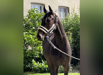 Westfaliano, Castrone, 3 Anni, 165 cm, Baio scuro