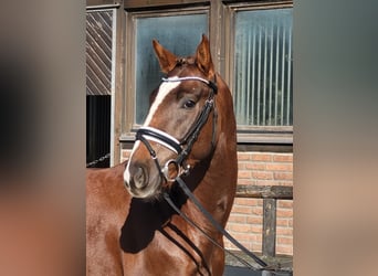 Westfaliano, Castrone, 3 Anni, 165 cm, Sauro scuro
