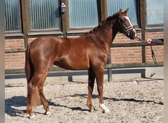 Westfaliano, Castrone, 3 Anni, 165 cm, Sauro scuro