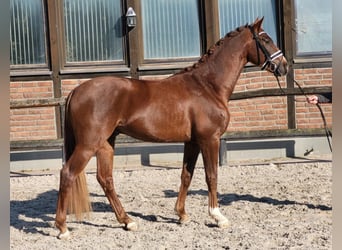 Westfaliano, Castrone, 3 Anni, 165 cm, Sauro scuro