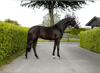 Westfaliano, Castrone, 3 Anni, 166 cm, Morello