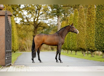 Westfaliano, Castrone, 3 Anni, 167 cm, Baio