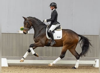 Westfaliano, Castrone, 3 Anni, 167 cm, Baio