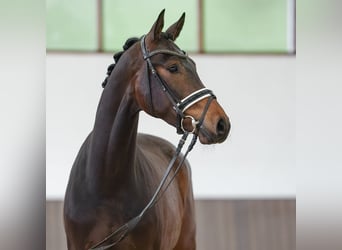 Westfaliano, Castrone, 3 Anni, 167 cm, Baio
