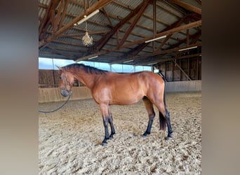 Westfaliano, Castrone, 3 Anni, 167 cm, Baio