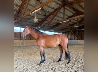 Westfaliano, Castrone, 3 Anni, 167 cm, Baio