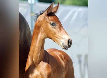 Westfaliano, Castrone, 3 Anni, 167 cm, Baio