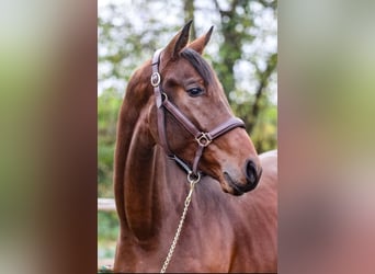 Westfaliano, Castrone, 3 Anni, 167 cm, Baio