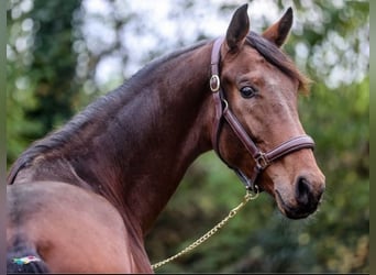 Westfaliano, Castrone, 3 Anni, 167 cm, Baio