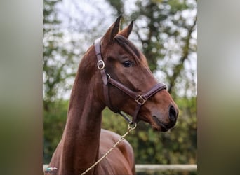 Westfaliano, Castrone, 3 Anni, 167 cm, Baio