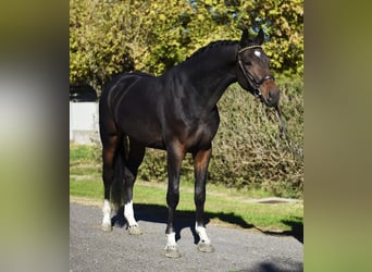 Westfaliano, Castrone, 3 Anni, 167 cm, Baio scuro