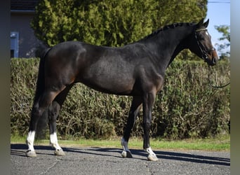 Westfaliano, Castrone, 3 Anni, 167 cm, Baio scuro