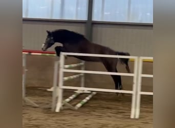 Westfaliano, Castrone, 3 Anni, 167 cm, Grigio