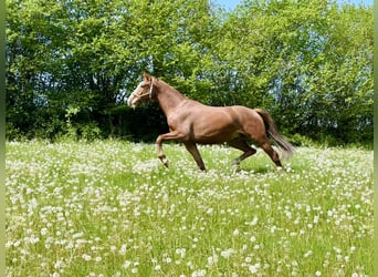 Westfaliano, Castrone, 3 Anni, 167 cm, Sauro