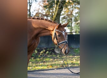 Westfaliano, Castrone, 3 Anni, 167 cm, Sauro