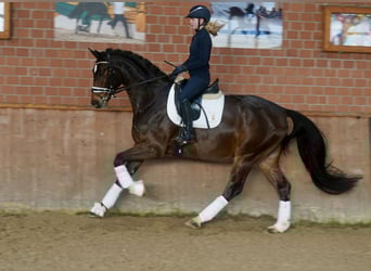 Westfaliano, Castrone, 3 Anni, 168 cm, Baio