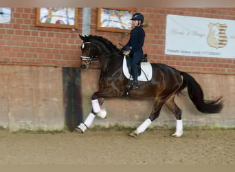Westfaliano, Castrone, 3 Anni, 168 cm, Baio