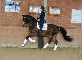 Westfaliano, Castrone, 3 Anni, 168 cm, Baio