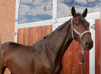 Westfaliano, Castrone, 3 Anni, 168 cm
