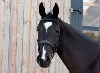 Westfaliano, Castrone, 3 Anni, 168 cm, Morello
