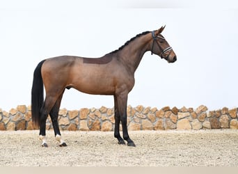 Westfaliano, Castrone, 3 Anni, 169 cm, Baio