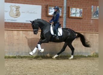 Westfaliano, Castrone, 3 Anni, 169 cm, Morello