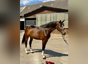 Westfaliano, Castrone, 3 Anni, 170 cm, Baio