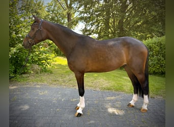 Westfaliano, Castrone, 3 Anni, 170 cm, Baio