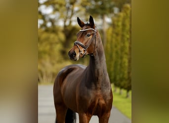 Westfaliano, Castrone, 3 Anni, 170 cm, Baio