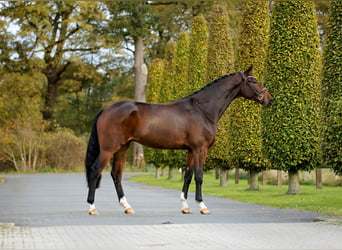 Westfaliano, Castrone, 3 Anni, 170 cm, Baio