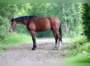 Westfaliano, Castrone, 3 Anni, 170 cm, Baio